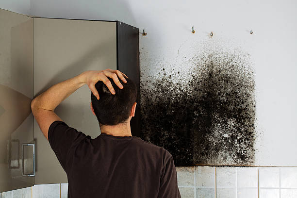 Hemphill, TX Mold Removal Company